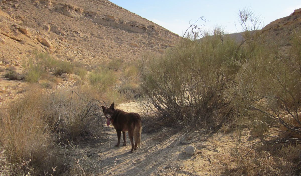 Starting down Nachal Afran ( נחל עפרן), Taffy ahead.